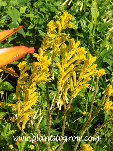 Jump Yellow Kangaroo Paws (Anigozanthos)